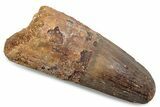 Fossil Spinosaurus Tooth - Feeding Worn Tip #381096-1